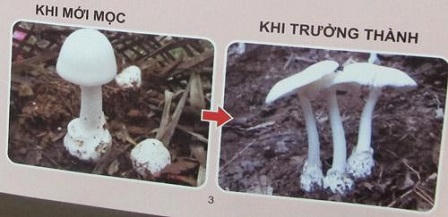 Báo động tình trạng ngộ độc nấm